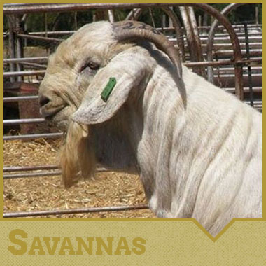 Savannas